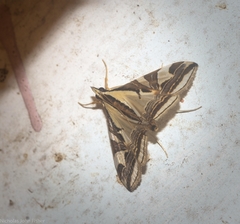 Agrioglypta excelsalis