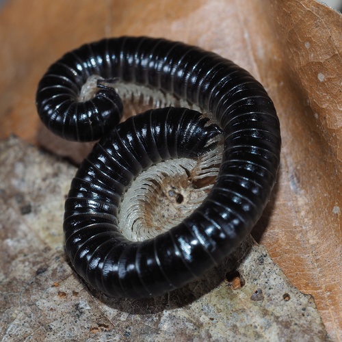 White-legged Snake Millipede, photo 2 of 10