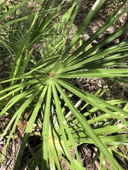 Livistona decora