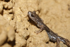 Ambrosi's Cave Salamander photo 3