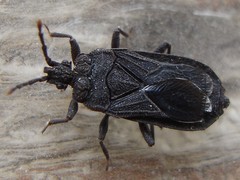 Mezirinae