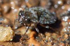Ochterus