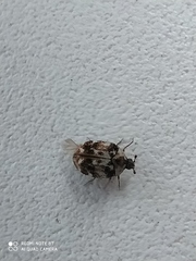 Anthrenus picturatus