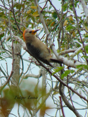 Melanerpes pygmaeus