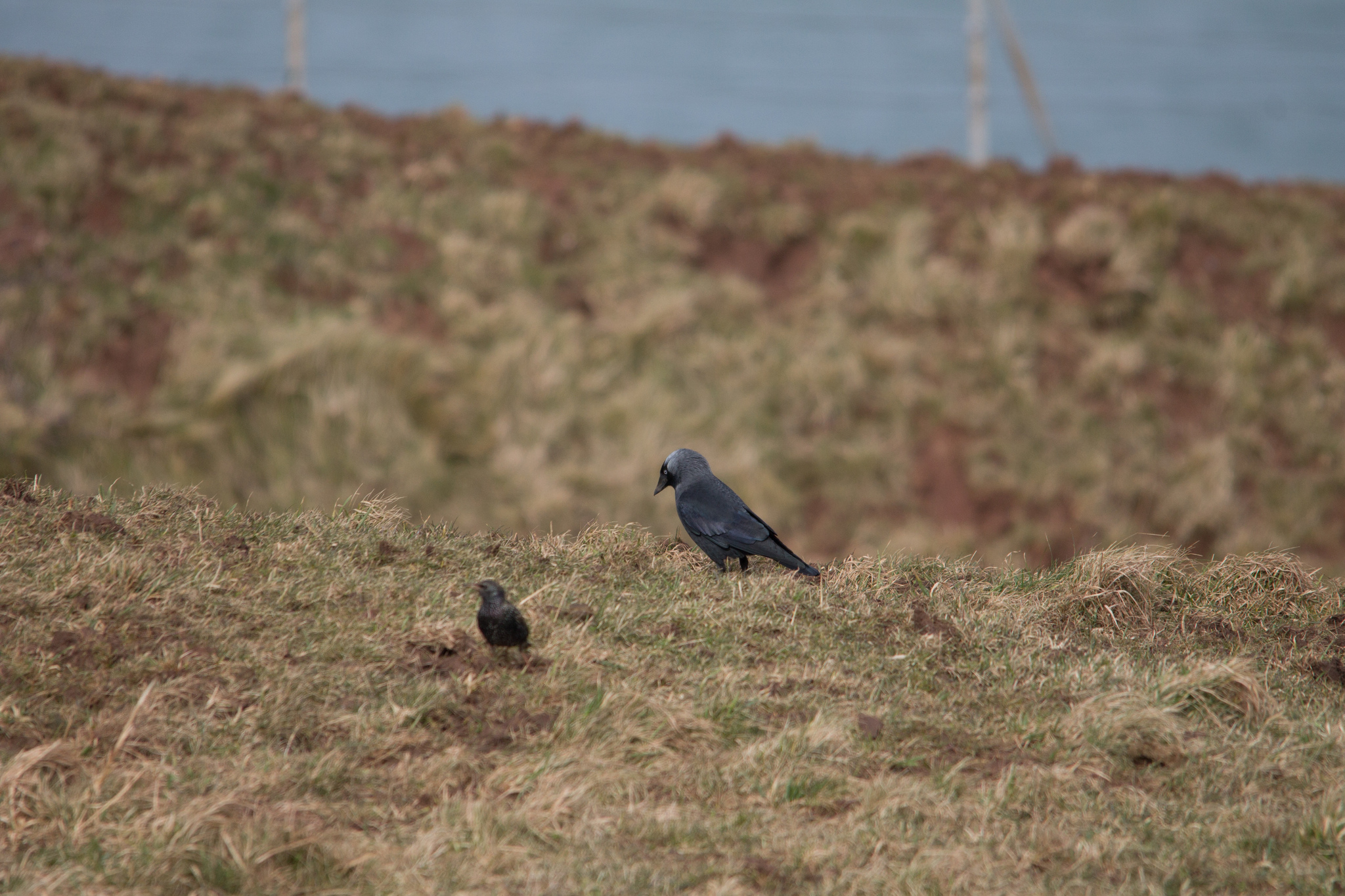 Western Jackdaw