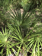 Livistona decora