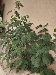 Leucaena leucocephala