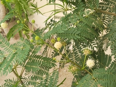 Leucaena leucocephala