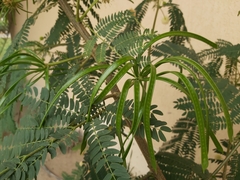 Leucaena leucocephala