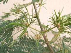 Leucaena leucocephala