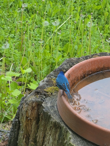 Indigo Bunting