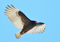 Cathartes aura image