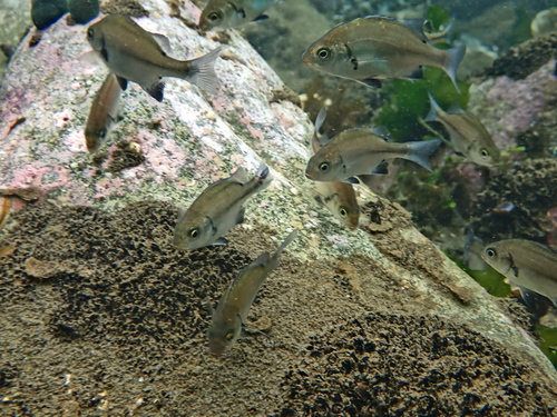 Peruvian grunt (Anisotremus scapularis) — Haemulidae — 5