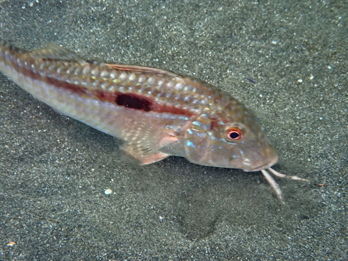 Pseudupeneus grandisquamis, 2026-05-17