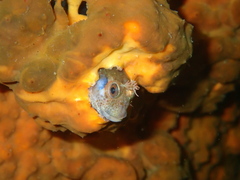 Peruvian Blenny photo 3