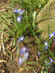 Scilla