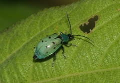 Diabrotica decempunctata