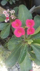 Euphorbia milii