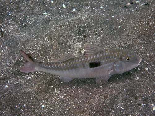 Pseudupeneus grandisquamis, 2026-05-17