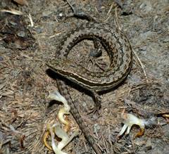 Mccann's Skink photo 3
