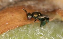 Otitesella
