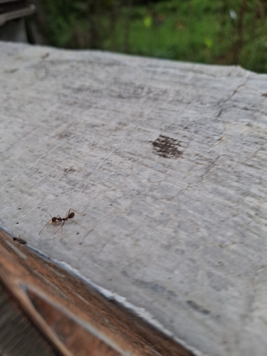 Asian Weaver Ant