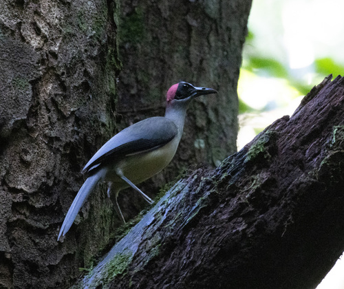 Grey-necked Rockfowl (Picathartes oreas), photo 7