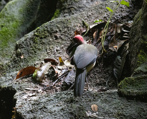 Grey-necked Rockfowl (Picathartes oreas), photo 2