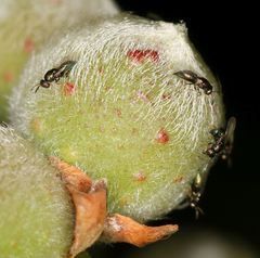 Otitesella