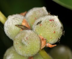 Otitesella