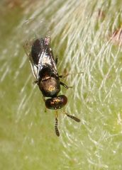 Otitesella