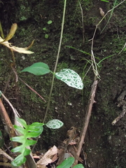 Phytomyza lonicerae