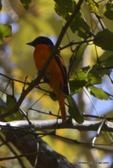 Pericrocotus flammeus