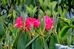 Rhododendron arboreum