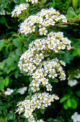 Spiraea canescens