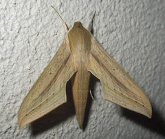 Hippotion balsaminae