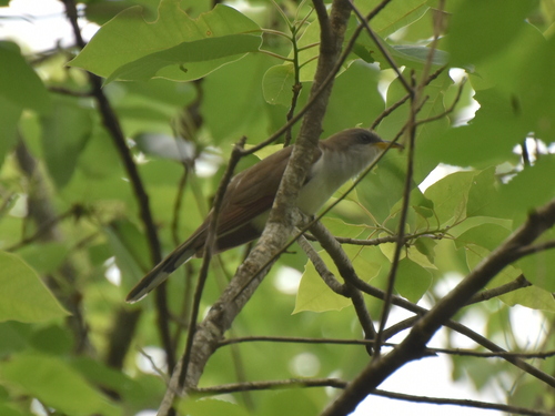 Yellow-billed Cuckoo