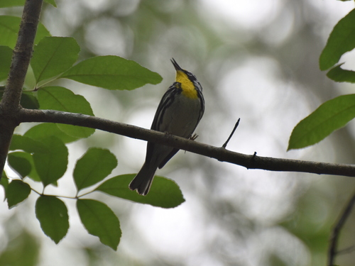 Yellow-Throated Warbler