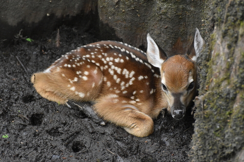 White-tailed Deer