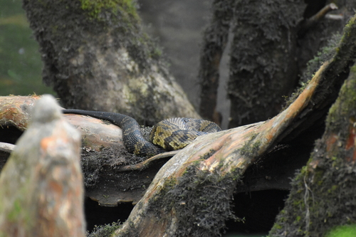 Cottonmouth