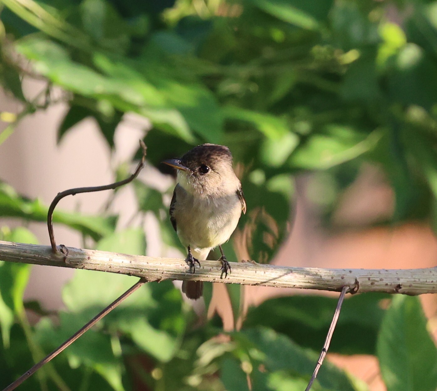 White-throated Flycatcher (Empidonax albigularis), photo 2