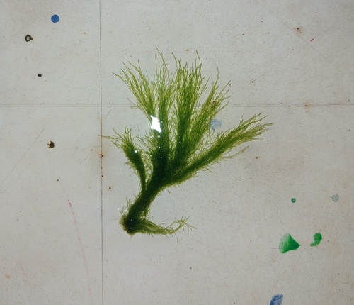 Acrosiphonia arcta observed 2026-05-18