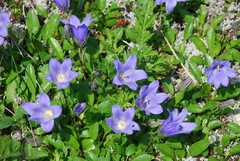 Campanula chamissonis