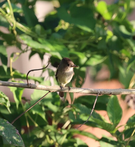 White-throated Flycatcher (Empidonax albigularis), photo 3