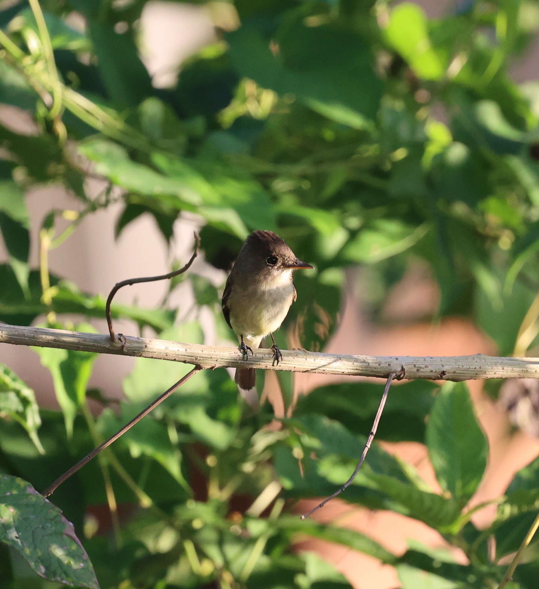 White-throated Flycatcher (Empidonax albigularis), photo 3