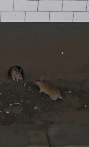 Rat photographed near here on 2026-05-18