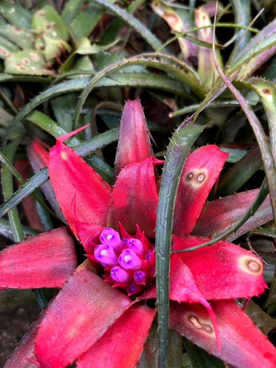 Aechmea recurvata