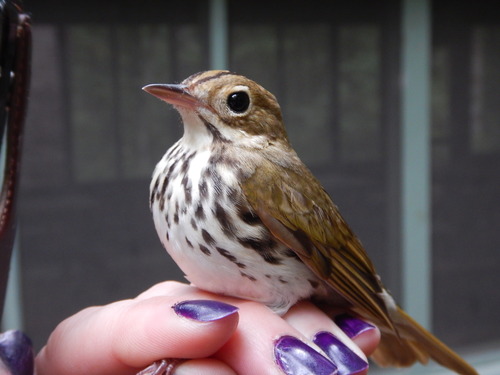 Ovenbird