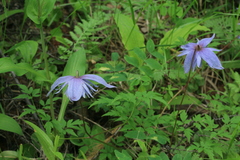 Clematis macropetala