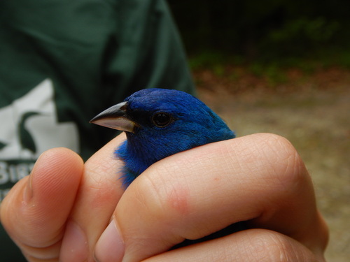 Indigo Bunting